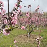The blooming of Apricot Trees with Hayk The Guide, Armenia with Hayk